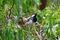 Mudlark (Grallina cyanoleuca) with Indian Koel (Eudynamys orientalis) chick. The Mudlark is the host for the cuckoo chick, Toowoomba, Queensland, Australia.