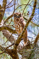 Southern boobook owl (Ninox novaeseelandiae) resting in tree during the day, Tara, Queensland, Australia.