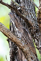 Tawny frogmouth (Podargus strigoides) camouflaged in a dead tree, Charters Towers, Queensland, Australia.