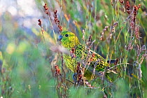 Eastern ground parrot (Pezoporus wallicus) feeding in dense rushes, Melaleuca, Tasmania, Australia.