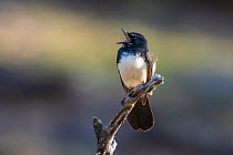 Willie wagtail (Rhipidura leucophrys) perching on a branch, Inglewood, Queensland, Australia.