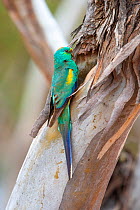 Male Mulga parrot (Psephotus varius) outside its nest in a tree hollow, Glue Pot Reserve, South Australia.