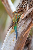Female Mulga parrot (Psephotus varius) outside its nest in a tree hollow, Glue Pot Reserve, South Australia.