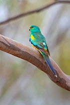 Male Mulga parrot (Psephotus varius) perching on branch, Glue Pot Reserve, South Australia.