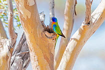 Male Scarlet-chested parrot (Neophema splendida) at nesting hollow, Glue Pot Reserve, South Australia.