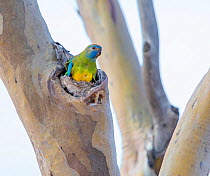 Female Scarlet-chested parrot (Neophema splendida) at nesting hollow, Glue Pot Reserve, South Australia.