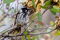 New Holland honeyeater (Phylidonyris novaehollandiae) resting after feeding in a  flowering Eucalypt, Coffin Bay, South Australia.