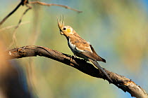 Female Cockatiel (Nymphicus hollandicus) perching on branch, Bollon, Queensland, Australia.