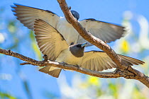 White-breasted woodswallow (Artamus leucorhynchus), mating pair, Bollon, Queensland, Australia.