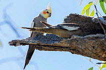 Pair of Cockatiel (Nymphicus hollandicus) at nesting hollow in gum tree, Bollon, Queensland, Australia.