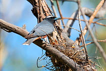 White-browed woodswallow (Artamus superciliosus) feeding chicks in nest, Quilpie, Queensland, Australia.