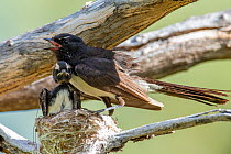 Willie wagtail (Rhipidura leucophrys) adult and chick in nest sheltering from desert heat, Quilpie, Queensland, Australia.