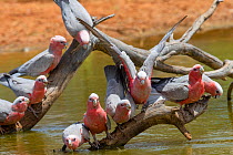Galah (Eolophus roseicapillus) flock drinking at inland waterhole, Cunnamulla, Queensland, Australia.