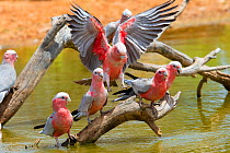 Galah (Eolophus roseicapillus) flock drinking at inland waterhole, Cunnamulla, Queensland, Australia.