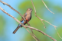 Bourke&#39;s parrot (Neopsephotus bourkii) perching in tree, Cunnamulla, Queensland, Australia.
