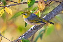 Grey-backed silvereye (Zosterops lateralis) perching  in low tree, Toowoomba, Queensland, Australia.