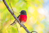Rose robin (Petroica rosea) perching on a branch, Toowoomba, Queensland, Australia.