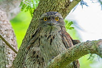 Tawny frogmouth (Podargus strigoides) roosting in a tree during the day, Ballina, New South Wales, Australia.