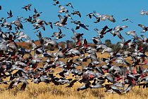 Galah (Eolophus roseicapillus) flock of birds flying over grassland, Diamantina River, Queensland, Australia.
