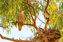 Grey falcon (Falco hypoleucos) perching near nest in Eucalypt tree, Diamantina River, Queensland, Australia.