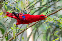 Female Eclectus parrot (Eclectus roratus) feeding in rainforest, Cape York, Queensland, Australia.