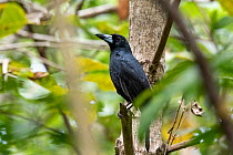 Black butcherbird (Cracticus quoyi) perching on a branch in rainforest, Wet Tropics World Heritage area, Queensland, Australia.