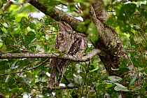 Two Papuam frogmouth (Podargus papuensis) resting in a tree during the day, Daintree River, Wet Tropics World Heritage Area, Queensland, Australia.