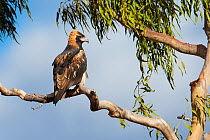 Black-breasted buzzard (Hamirostra melanosternon) perching in riverine trees, Muttaburra, Queensland, Australia.