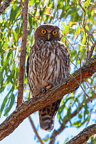Barking owl (Ninox connivens) roosting during the day in tree canopy, Curtis Island, Queensland, Australia.