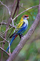 Pale-headed rosella / Eastern rosella cross hybrid (Platycercus adscitus x eximis), colours similar to the pale-headed, but red head is typical of the eastern rosella, Toowoomba, Queensland,  Australi...