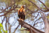 Wedge-tailed eagle (Aquila audax), juvenile with light coloured plumage, perching on a branch, Quilpie, Queensland, Australia.