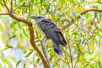 Channel-billed cuckoo (Scythrops novaehollandiae) perching in a tree. A seasonal summer migrant to Australia, Toowoomba, Queensland, Australia.