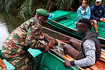 Ecoguard confiscating bushmeat, smoked Duiker (Cephalophus sp.), within the boundaries of the national park, Conkouati-Douli National Park, Republic of Congo, Africa.