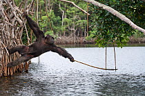 Male Chimpanzee (Pan troglodytes troglodytes) trying to catch fallen fruits using stick as a tool, Conkouati-Douli National Park, Democratic Republic of Congo, Africa.