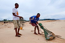 Local fishermen dragging net full of freshly caught fish up the beach, Conkouati-Douli National Park, Republic of Congo, Africa.