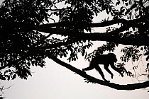Mandrill (Mandrillus sphinx) silhouetted, walking along tree branch, Conkouati-Douli National Park, Republic of Congo, Africa.