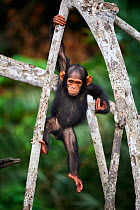 Infant Chimpanzee (Pan troglodytes troglodytes) climbing in tree, Conkouati-Douli National Park, Republic of Congo, Africa.