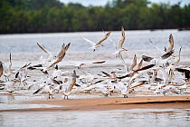 Flock of Royal terns (Sterna maxima) on the shores of Conkouati laguna, Conkouati-Douli National Park, Republic of Congo, Africa.