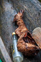 Confiscated bushmeat, smoked Duiker (Cephalophus sp.), Conkouati-Douli National Park, Republic of Congo, Africa.