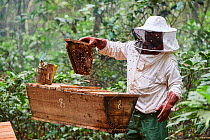 Beekeeper opening bee hives (Apis sp.), Conkouati-Douli National Park, Republic of Congo, Africa.