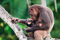 Female Chimpanzee (Pan troglodytes troglodytes) nursing her infant, age 7 months, Conkouati-Douli National Park, Republic of Congo, Africa.