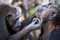 Female Chimpanzee (Pan troglodytes troglodytes) grooming dominant male, Conkouati-Douli National Park, Republic of Congo, Africa.