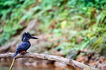Giant kingfisher (Megaceryle maxima) perching on branch over water, Conkouati-Douli National Park, Republic of Congo, Africa.