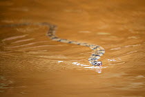 Banded water cobra (Naja annulata) swimming in water, Conkouati-Douli National Park, Republic of Congo, Africa..