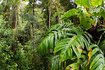 Australian native monstera (Epipremnum pinnatum) in lowland, tropical rainforest, Innisfail, Northern Queensland,  Australia.
