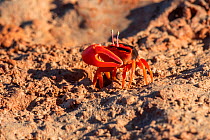 Orange-clawed fiddler crab (Uca coarctata), brilliant orange form, scuttling across beach, Broome, Western Australia.