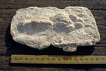 Thylacine / Tasmanian tiger (Thylacinus cynocephalus) plaster cast of hind foot of large adult, central highlands, North Tasmania, Australia. 2005.