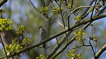 Blackcap (Sylvia atricapilla) male singing from sycamore tree, Bedfordshire, UK, May.