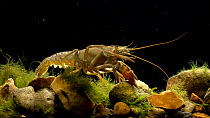 Signal crayfish (Pacifastacus leniusculus) crawling forward, Bedfordshire, UK, May.