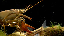 Signal crayfish (Pacifastacus leniusculus) crawling forward, Bedfordshire, UK, May.